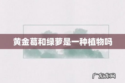 黄金葛和绿萝是一种植物吗