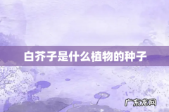 白芥子是什么植物的种子