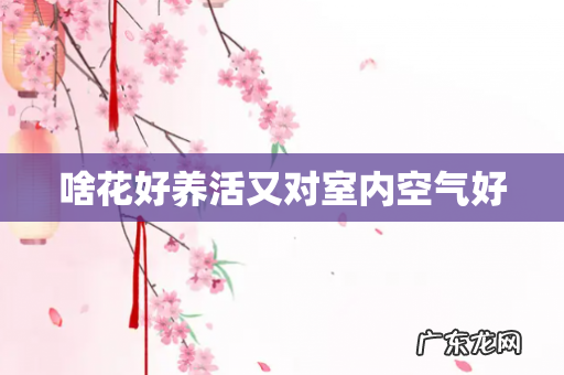 啥花好养活又对室内空气好