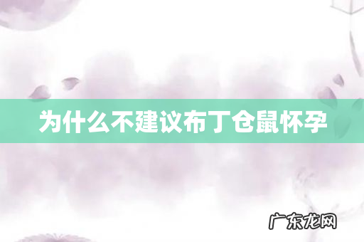 为什么不建议布丁仓鼠怀孕