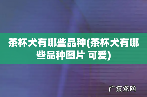 茶杯犬有哪些品种图片 可爱 茶杯犬有哪些品种