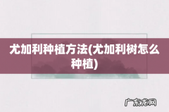尤加利树怎么种植 尤加利种植方法