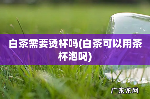 白茶可以用茶杯泡吗 白茶需要烫杯吗