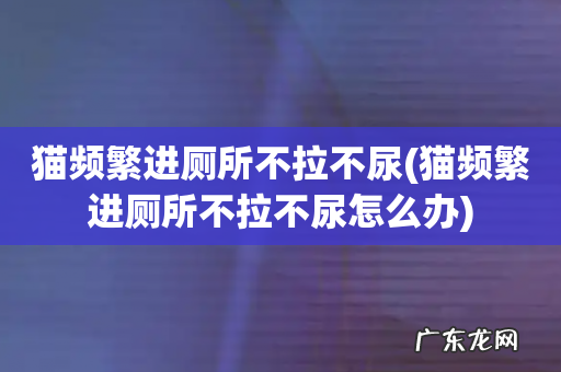 猫频繁进厕所不拉不尿怎么办 猫频繁进厕所不拉不尿