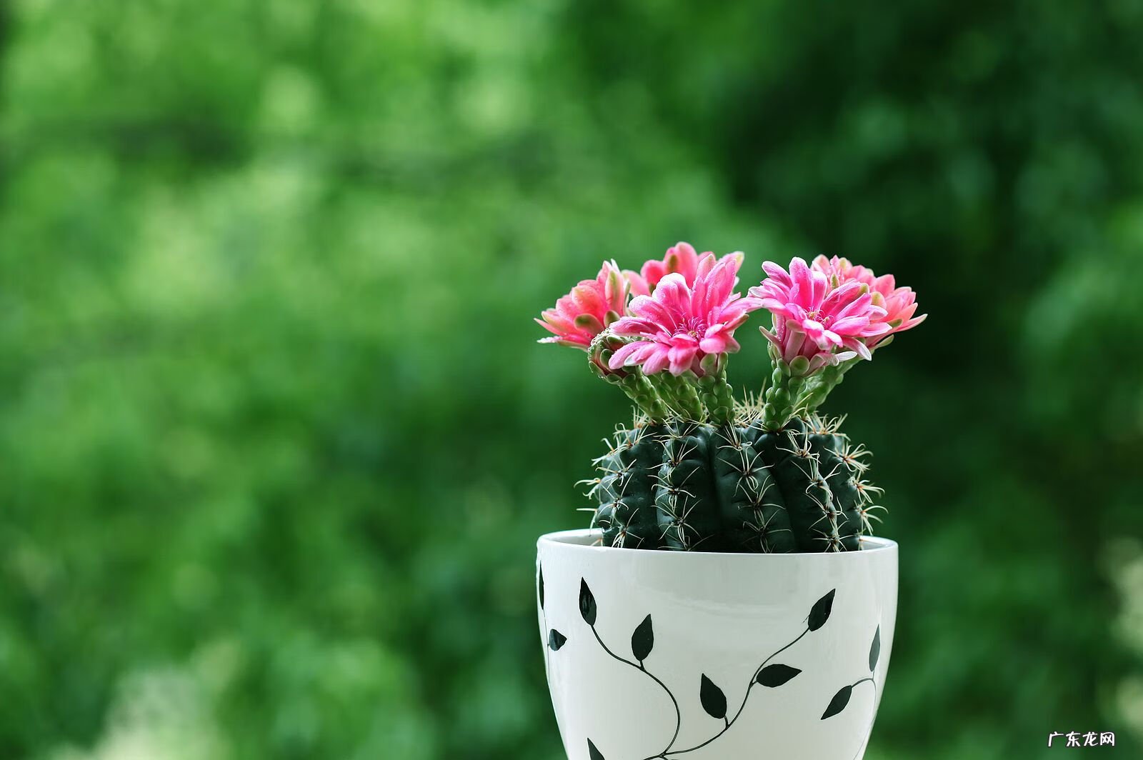 仙人掌的寓意风水 仙人掌风水好吗