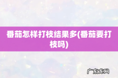 番茄要打枝吗 番茄怎样打枝结果多