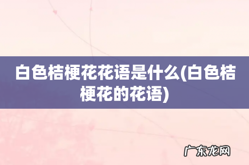 白色桔梗花的花语 白色桔梗花花语是什么