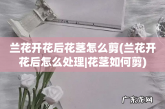 兰花开花后怎么处理|花茎如何剪 兰花开花后花茎怎么剪