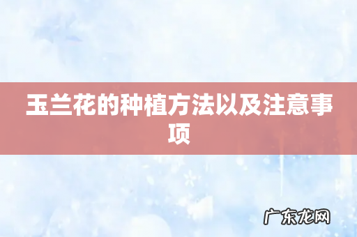 玉兰花的种植方法以及注意事项