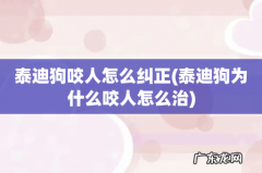 泰迪狗为什么咬人怎么治 泰迪狗咬人怎么纠正