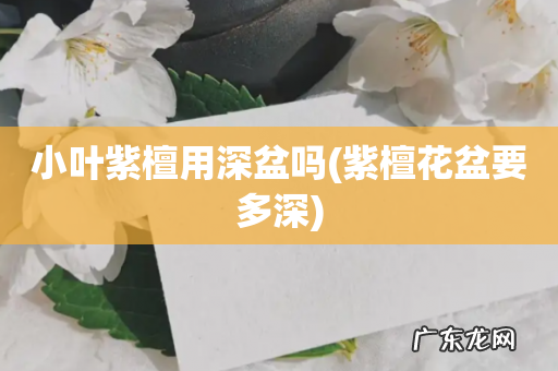 紫檀花盆要多深 小叶紫檀用深盆吗