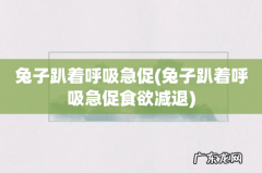 兔子趴着呼吸急促食欲减退 兔子趴着呼吸急促