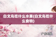 白文鸟吃什么食物 白文鸟吃什么水果