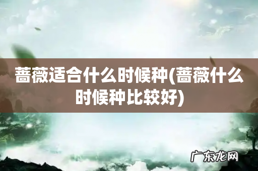 蔷薇什么时候种比较好 蔷薇适合什么时候种