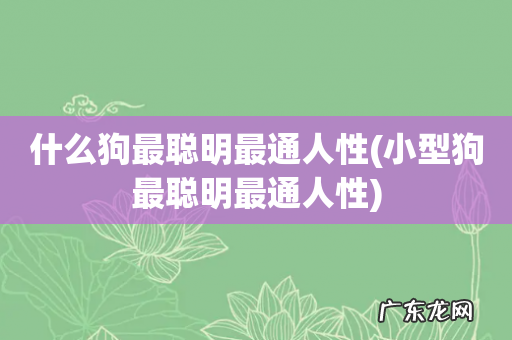 小型狗最聪明最通人性 什么狗最聪明最通人性