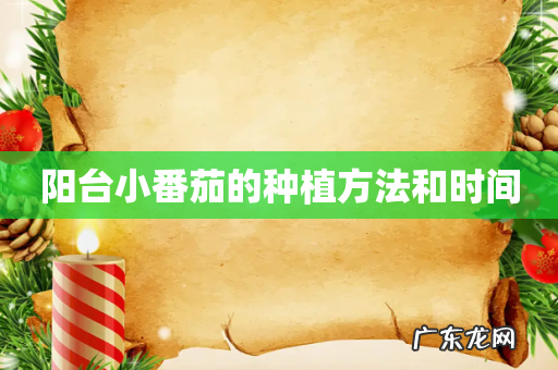 阳台小番茄的种植方法和时间