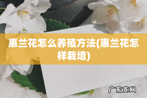惠兰花怎样栽培 惠兰花怎么养殖方法
