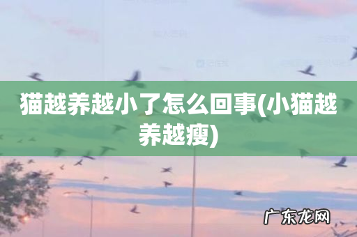 小猫越养越瘦 猫越养越小了怎么回事