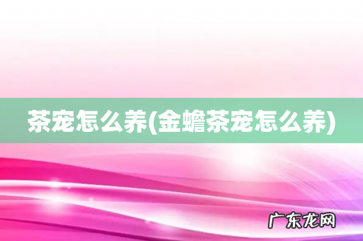 金蟾茶宠怎么养 茶宠怎么养