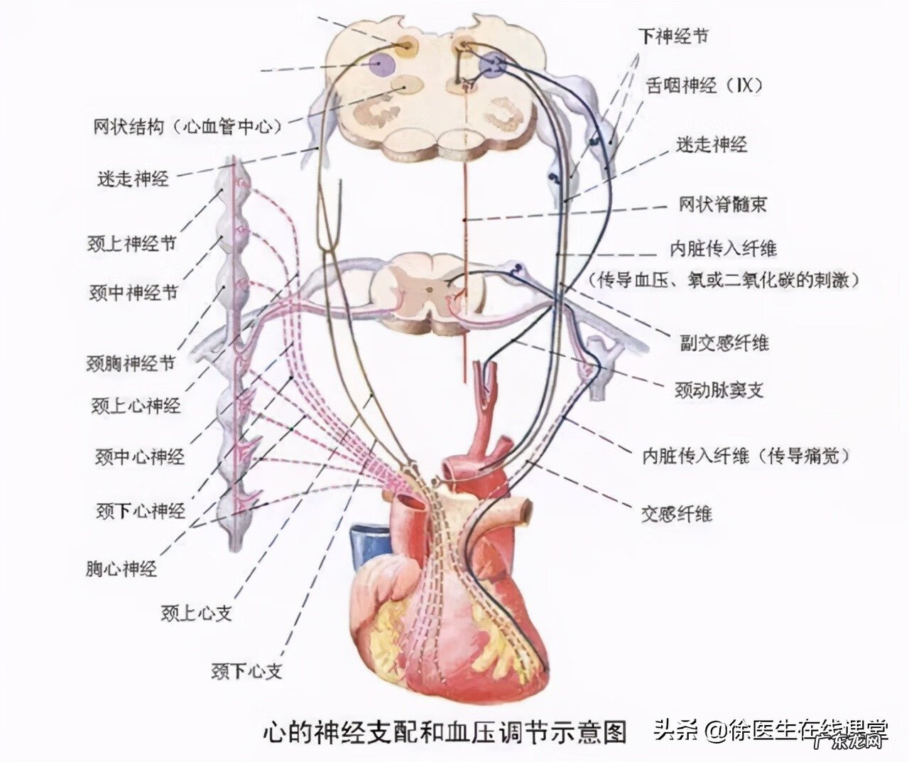 献血的十大好处和坏处 献血的好处和坏处都有哪些