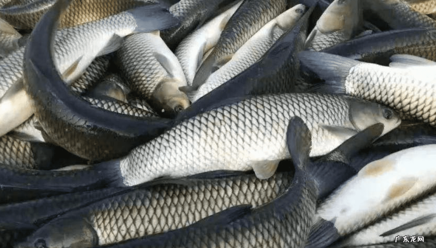 最好吃的草鱼做法 草鱼的做法大全