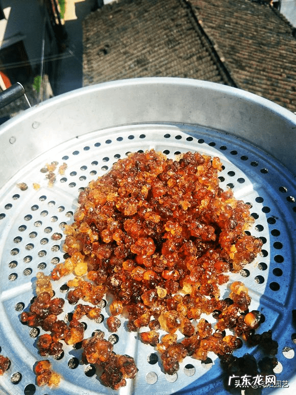 桃胶怎么处理 桃胶多少钱一斤
