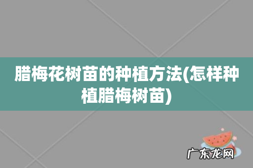 怎样种植腊梅树苗 腊梅花树苗的种植方法