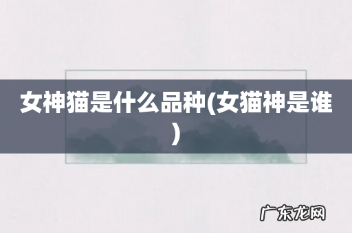 女猫神是谁 女神猫是什么品种