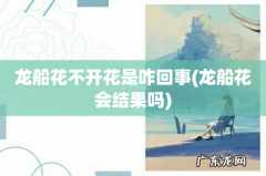 龙船花会结果吗 龙船花不开花是咋回事