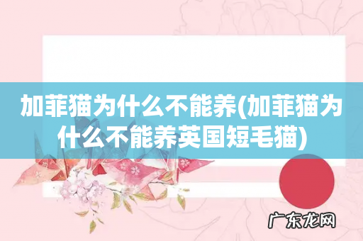 加菲猫为什么不能养英国短毛猫 加菲猫为什么不能养