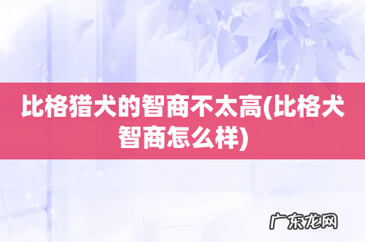 比格犬智商怎么样 比格猎犬的智商不太高