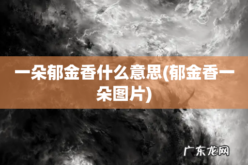 郁金香一朵图片 一朵郁金香什么意思