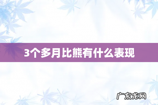 3个多月比熊有什么表现
