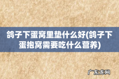 鸽子下蛋抱窝需要吃什么营养 鸽子下蛋窝里垫什么好