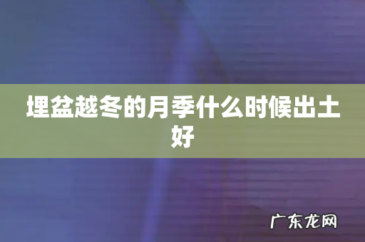 埋盆越冬的月季什么时候出土好