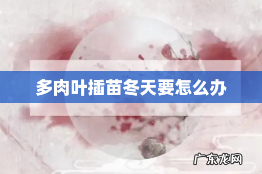 多肉叶插苗冬天要怎么办