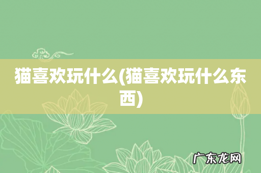 猫喜欢玩什么东西 猫喜欢玩什么