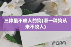 哪一种狗从来不咬人 三种最不咬人的狗