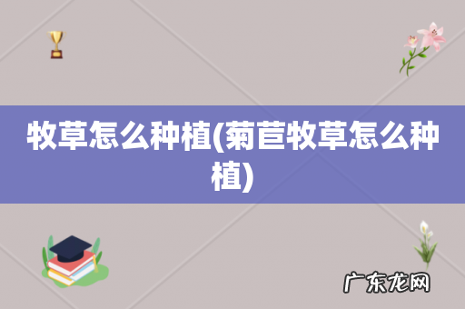 菊苣牧草怎么种植 牧草怎么种植