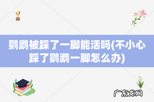 不小心踩了鹦鹉一脚怎么办 鹦鹉被踩了一脚能活吗