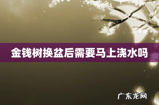 金钱树换盆后需要马上浇水吗