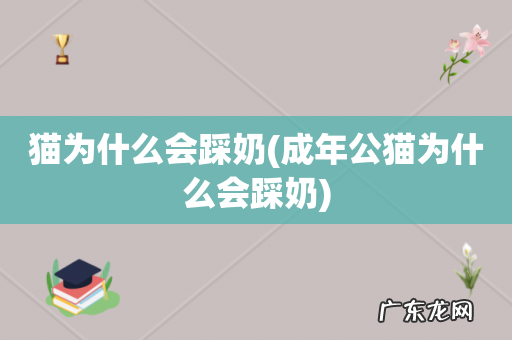 成年公猫为什么会踩奶 猫为什么会踩奶