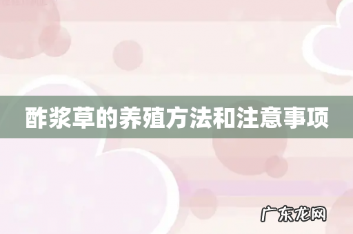 酢浆草的养殖方法和注意事项
