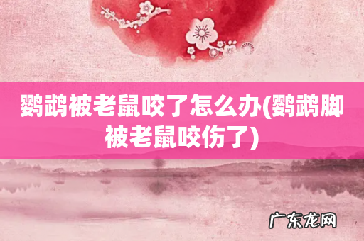 鹦鹉脚被老鼠咬伤了 鹦鹉被老鼠咬了怎么办