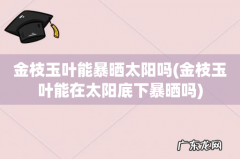 金枝玉叶能在太阳底下暴晒吗 金枝玉叶能暴晒太阳吗