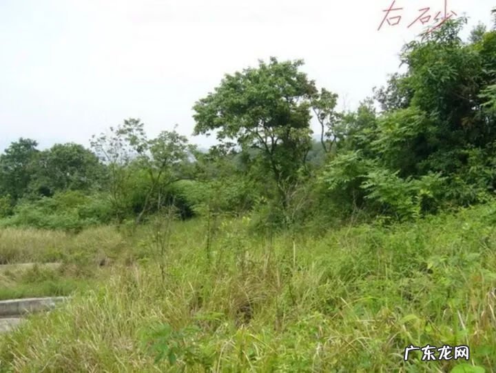 牛的风水作用 风水中的牛地