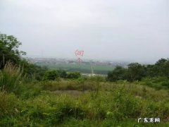 牛的风水作用 风水中的牛地