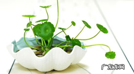 铜钱草是什么样子的 铜钱草的寓意与风水