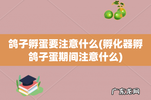 孵化器孵鸽子蛋期间注意什么 鸽子孵蛋要注意什么