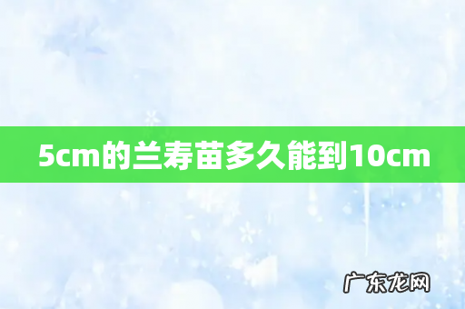 5cm的兰寿苗多久能到10cm